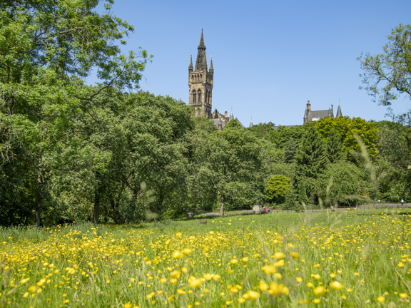 Sunny view of Gothic revival-style spire of the University of Glasgow's main building, surrounded by greenery and with a meadow of yellow wildflowers in the foreground