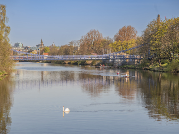 Sunny view of two rowers on single sculls on the tree-lined River Clyde with a footbridge and the city in the background and a white swan in the foreground